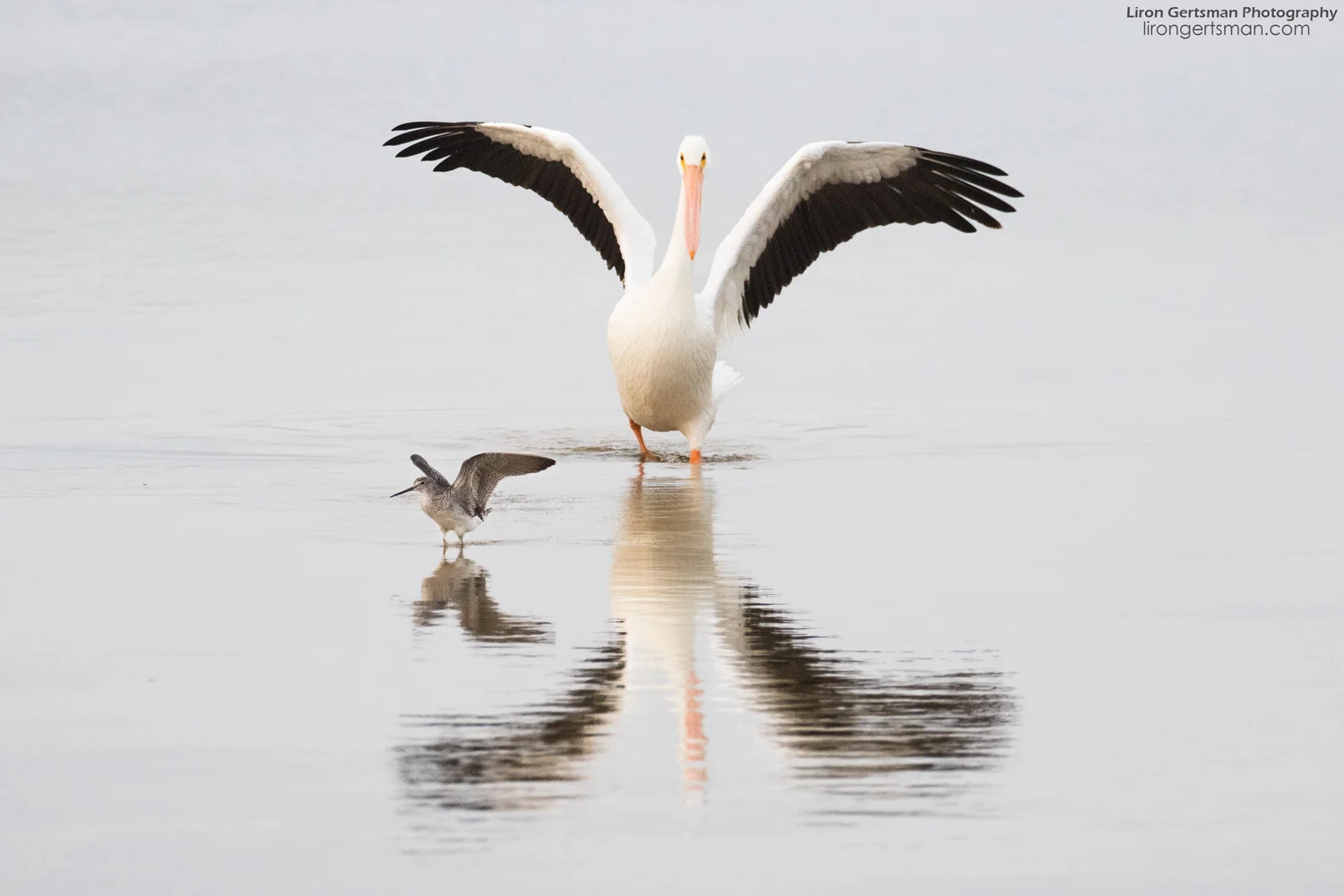 American-White-Pelican-and-Greater-Yellowlegs-final-web.jpg