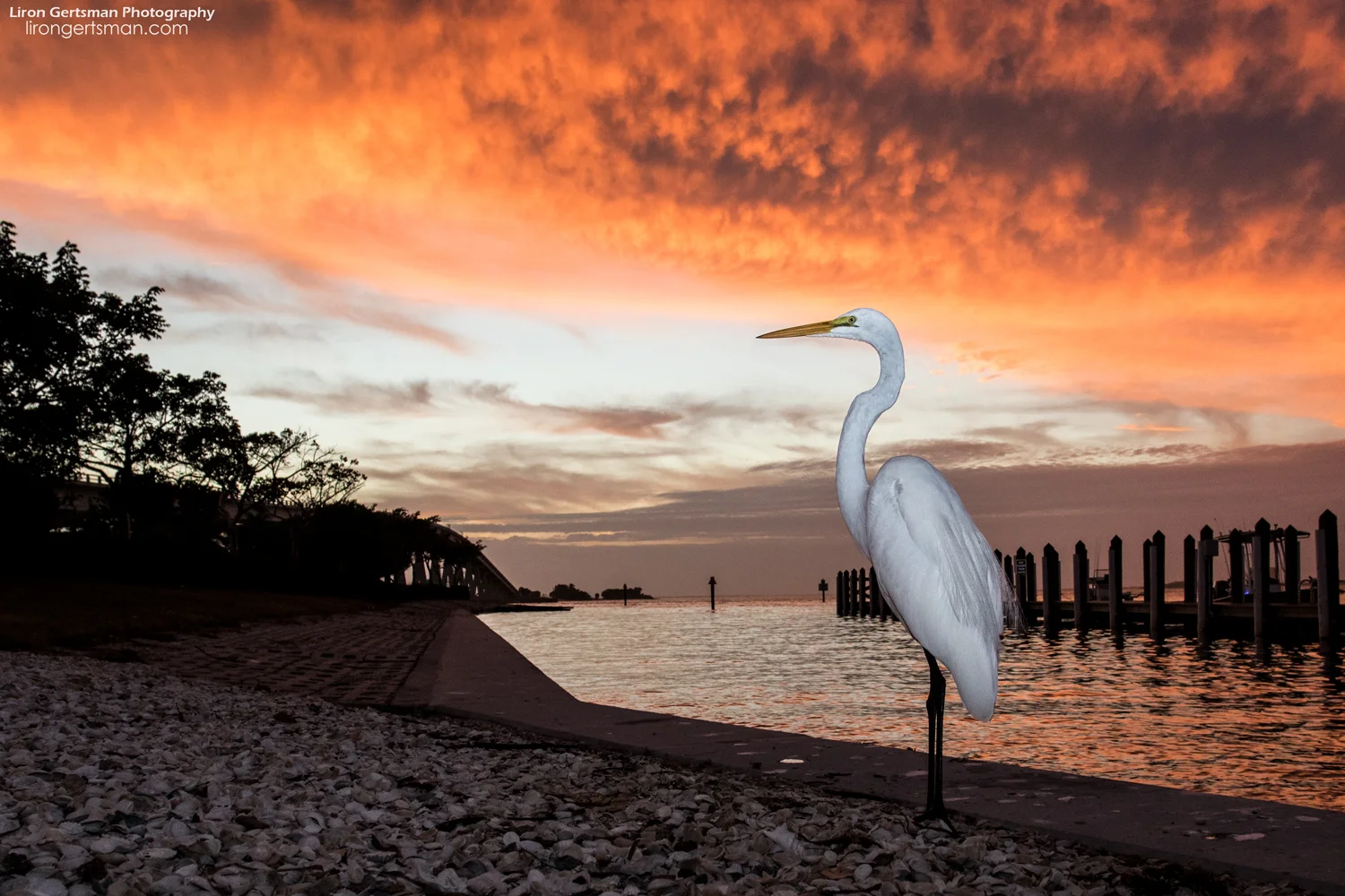 Great-Egret-sunset-wide-final-web.jpg