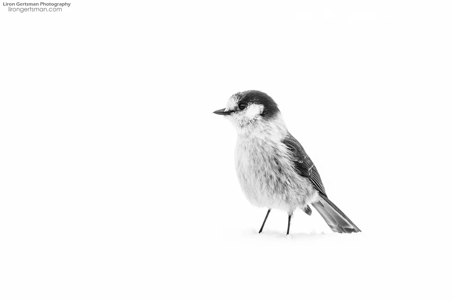 High-key-Canada-Jay-black-and-white-web.jpg