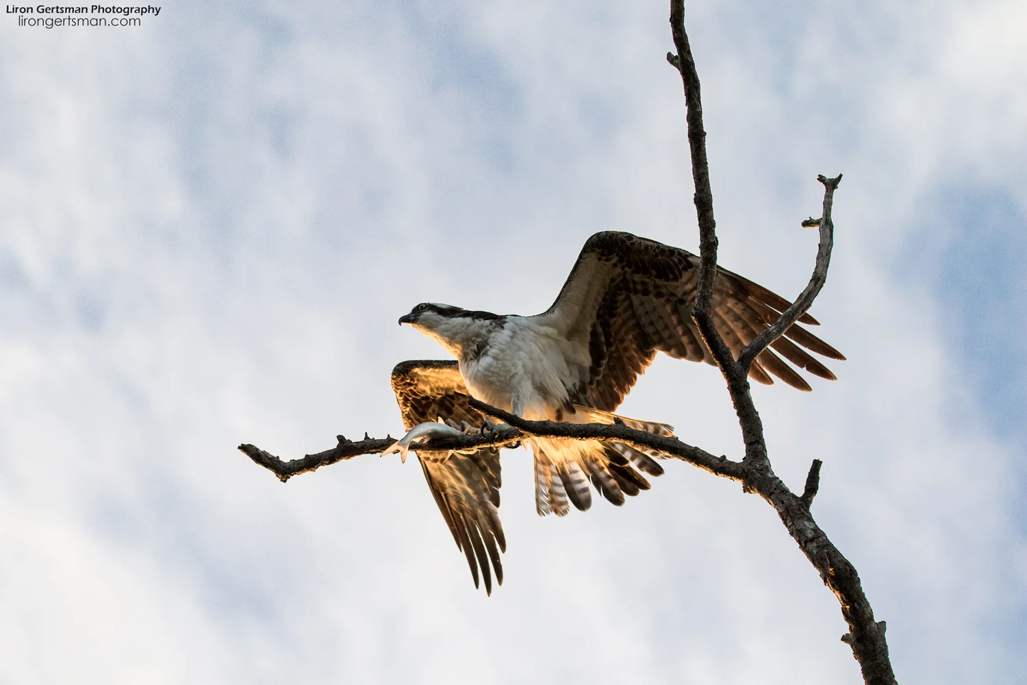 Osprey-web.jpg
