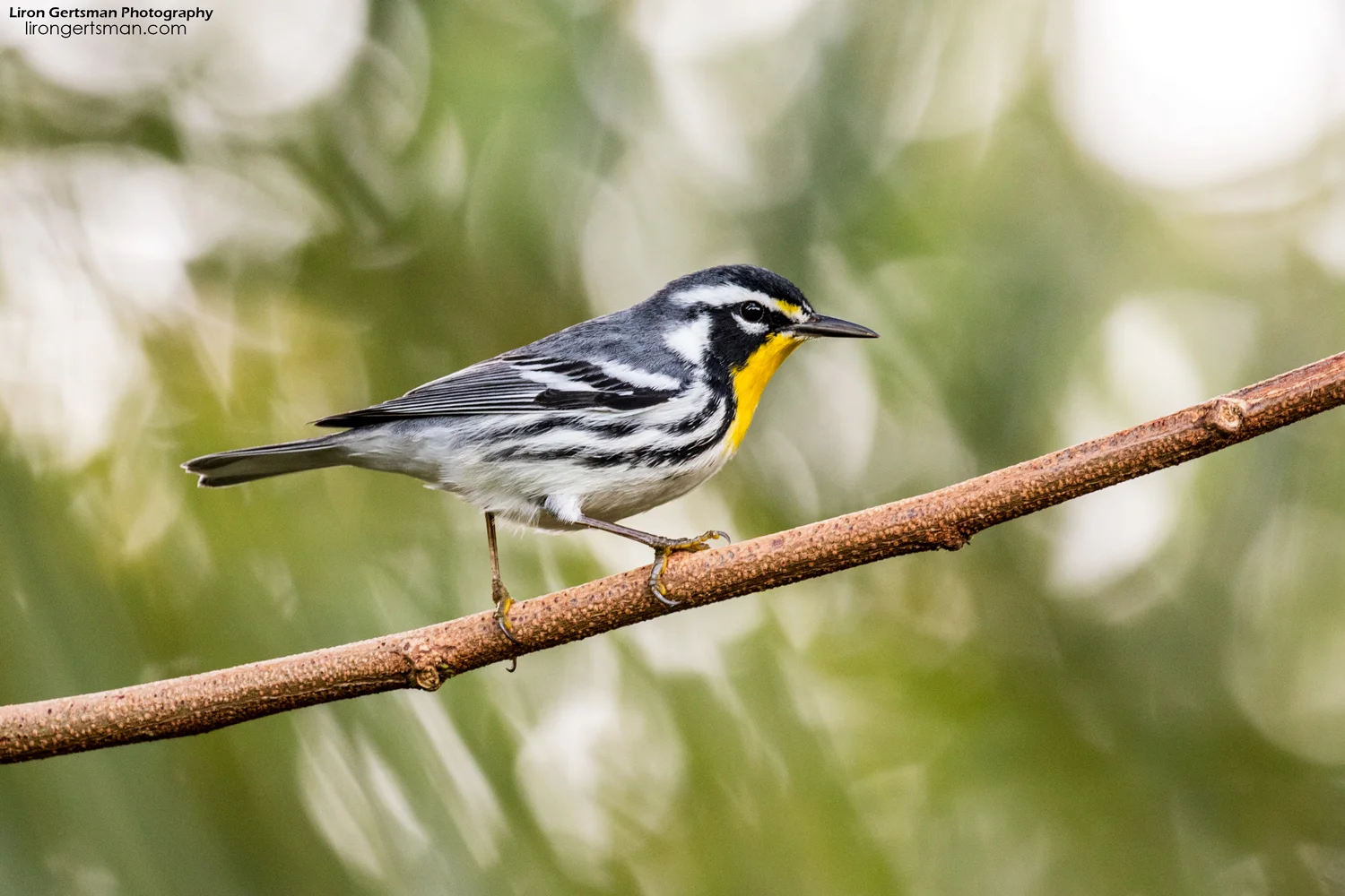 Yellow-throated-Warbler-web.jpg