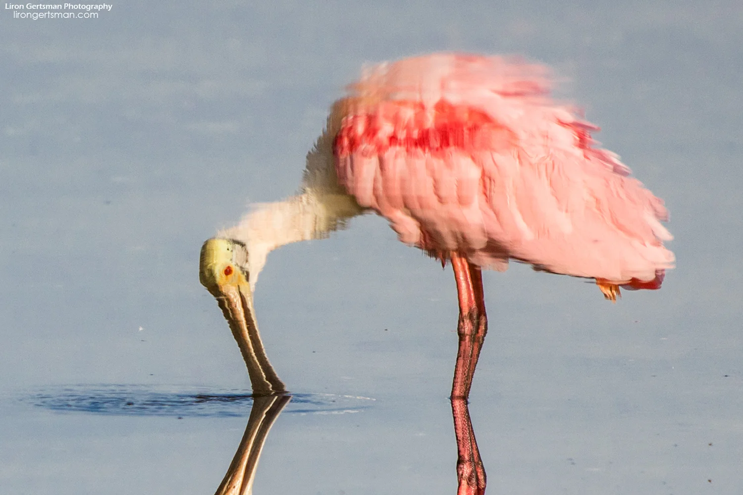 Roseate-Spoonbill-reflection-web.jpg