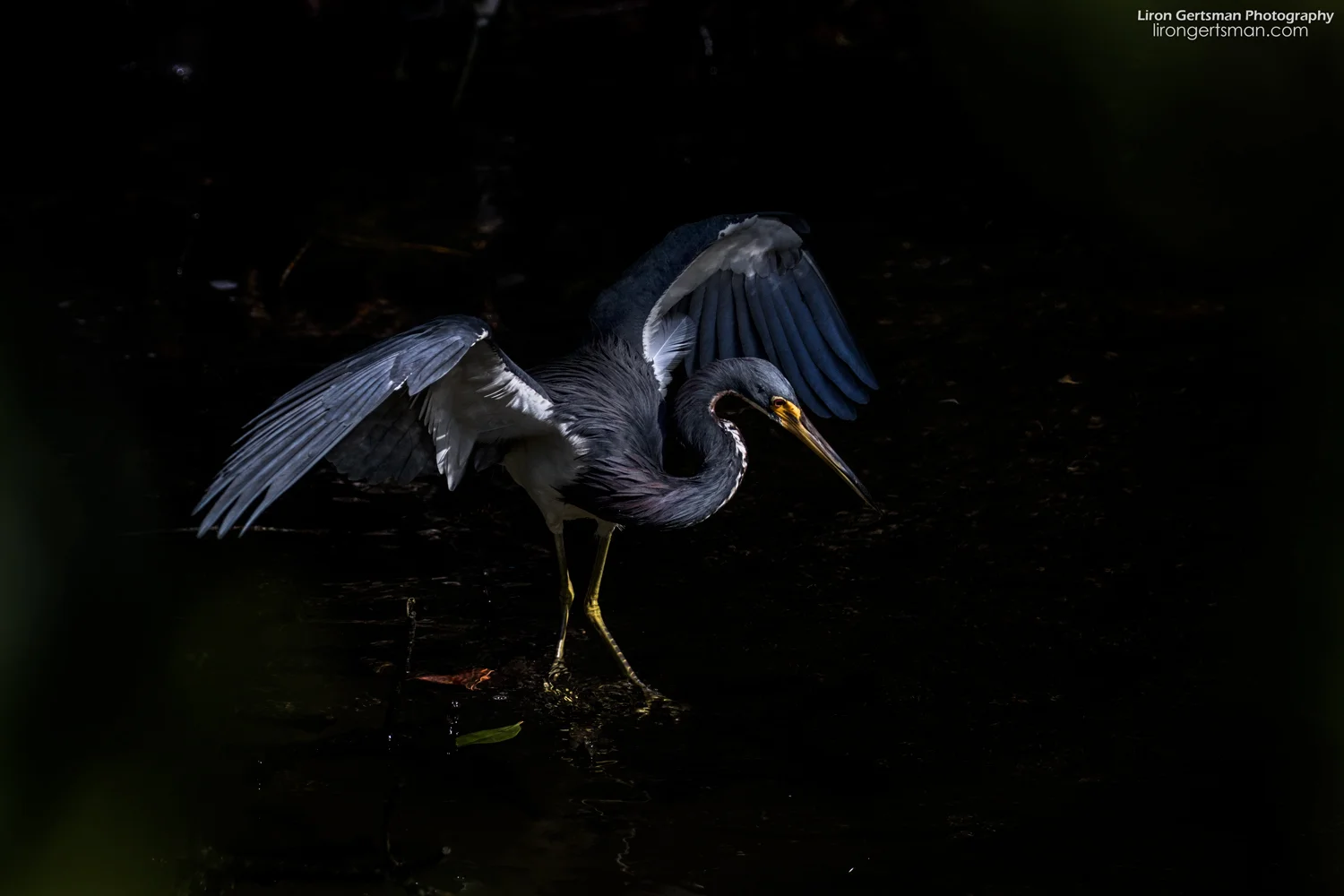 Tricolored-Heron-shadows-1-web.jpg