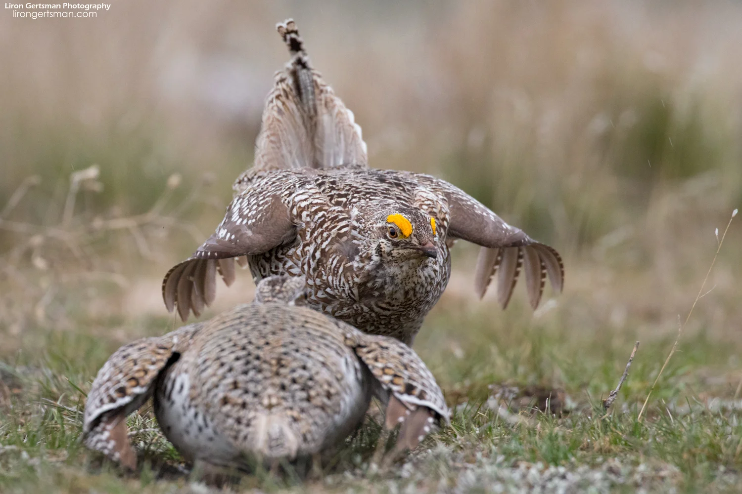 Sharp-tailed-Grouse-face-off-2-web.jpg