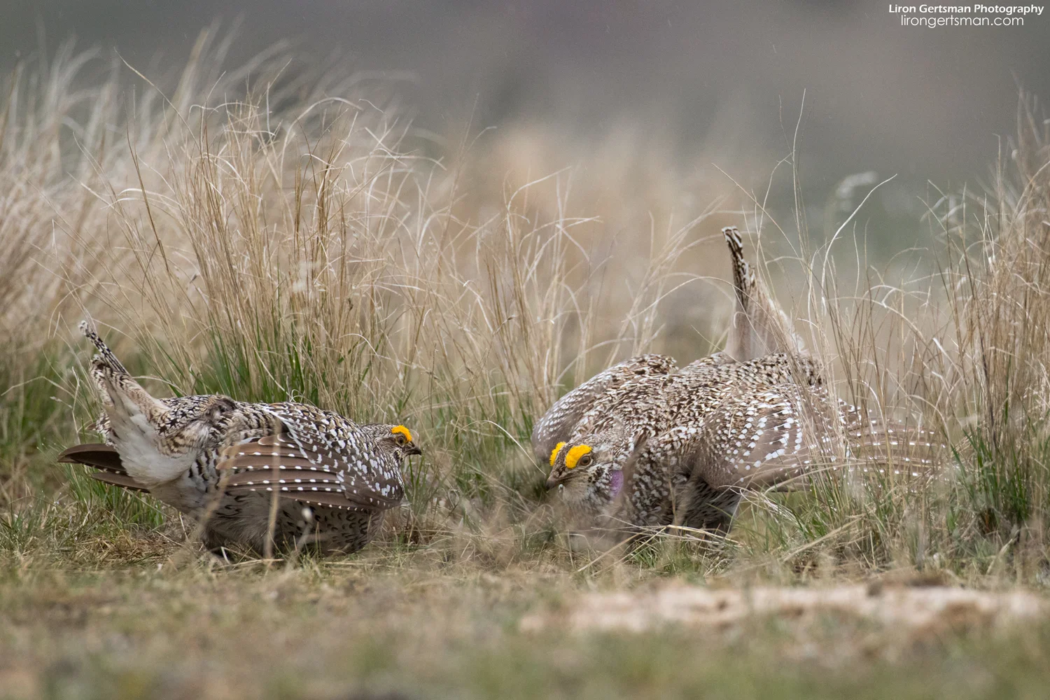 Sharp-tailed-Grouse-face-off-web.jpg