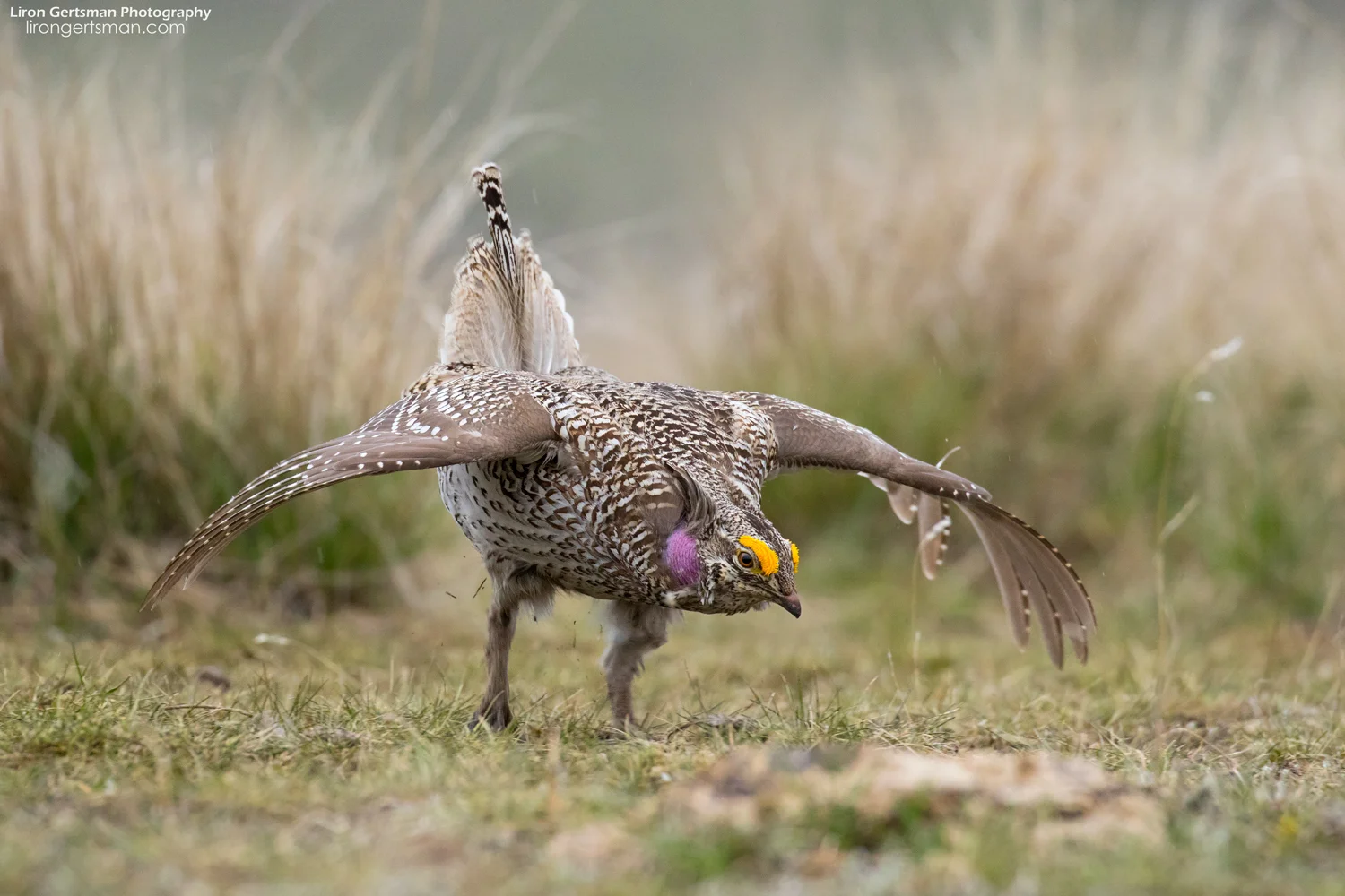 Sharp-tailed-Grouse-web.jpg