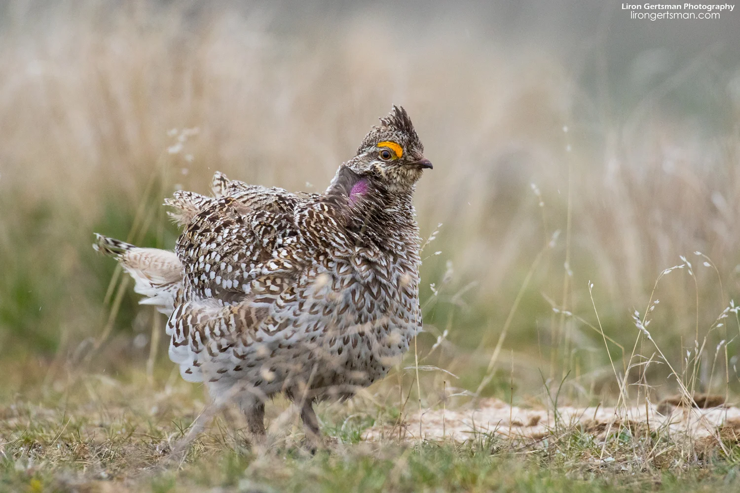 Sharp-tailed-Grouse-2-web.jpg