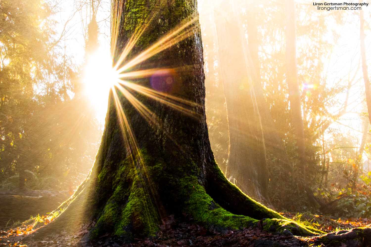 foggy-forest_web.jpg