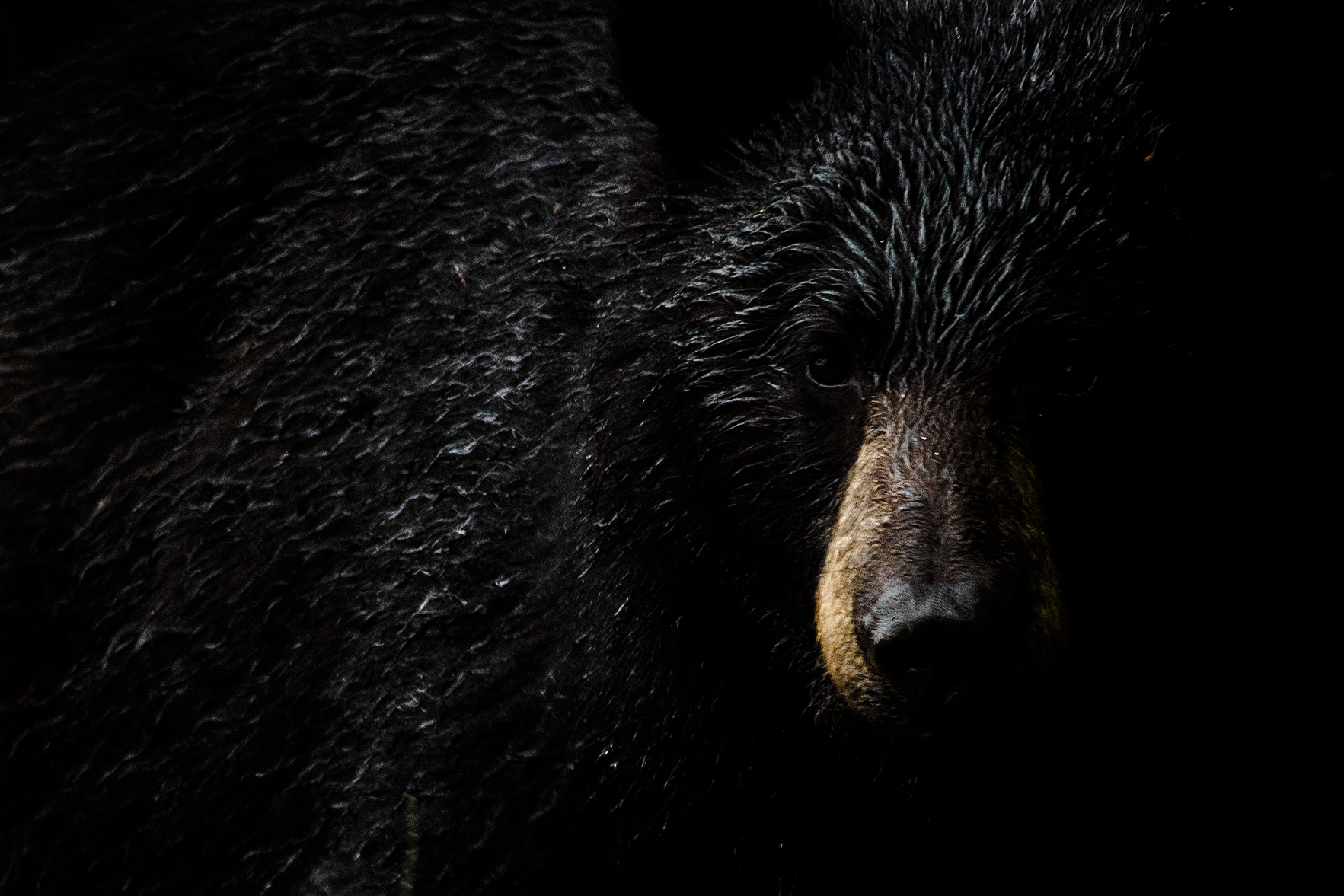 Black Bear.jpg