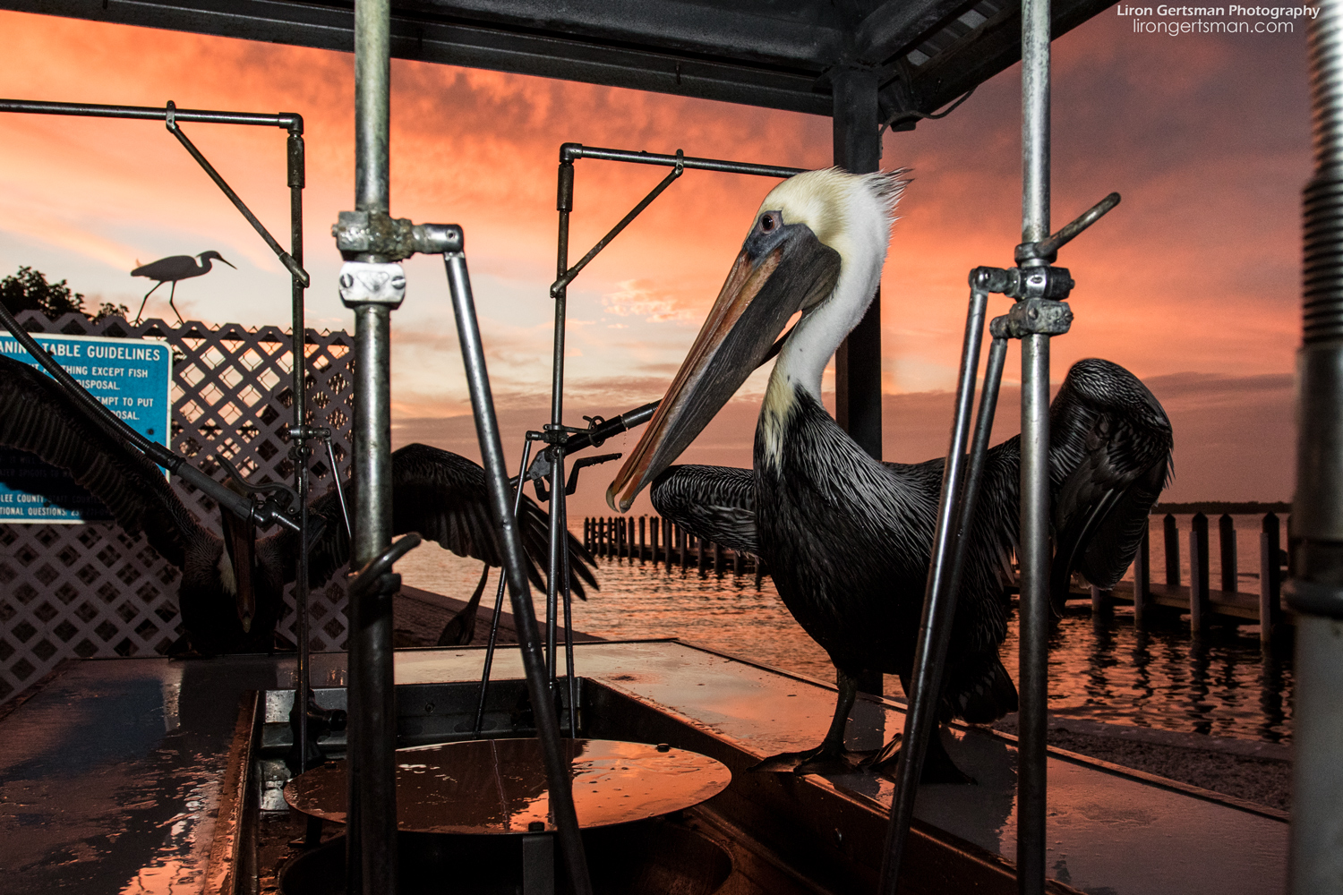 Brown-Pelicans-web.jpg