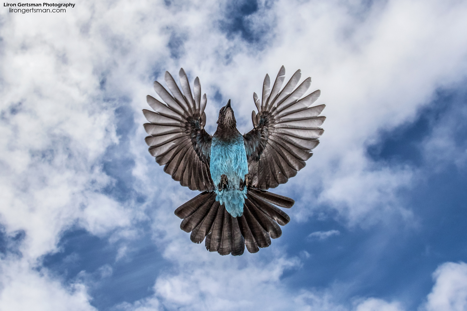 Steller's-Jay-in-flight-sky-wide-angle-web.jpg