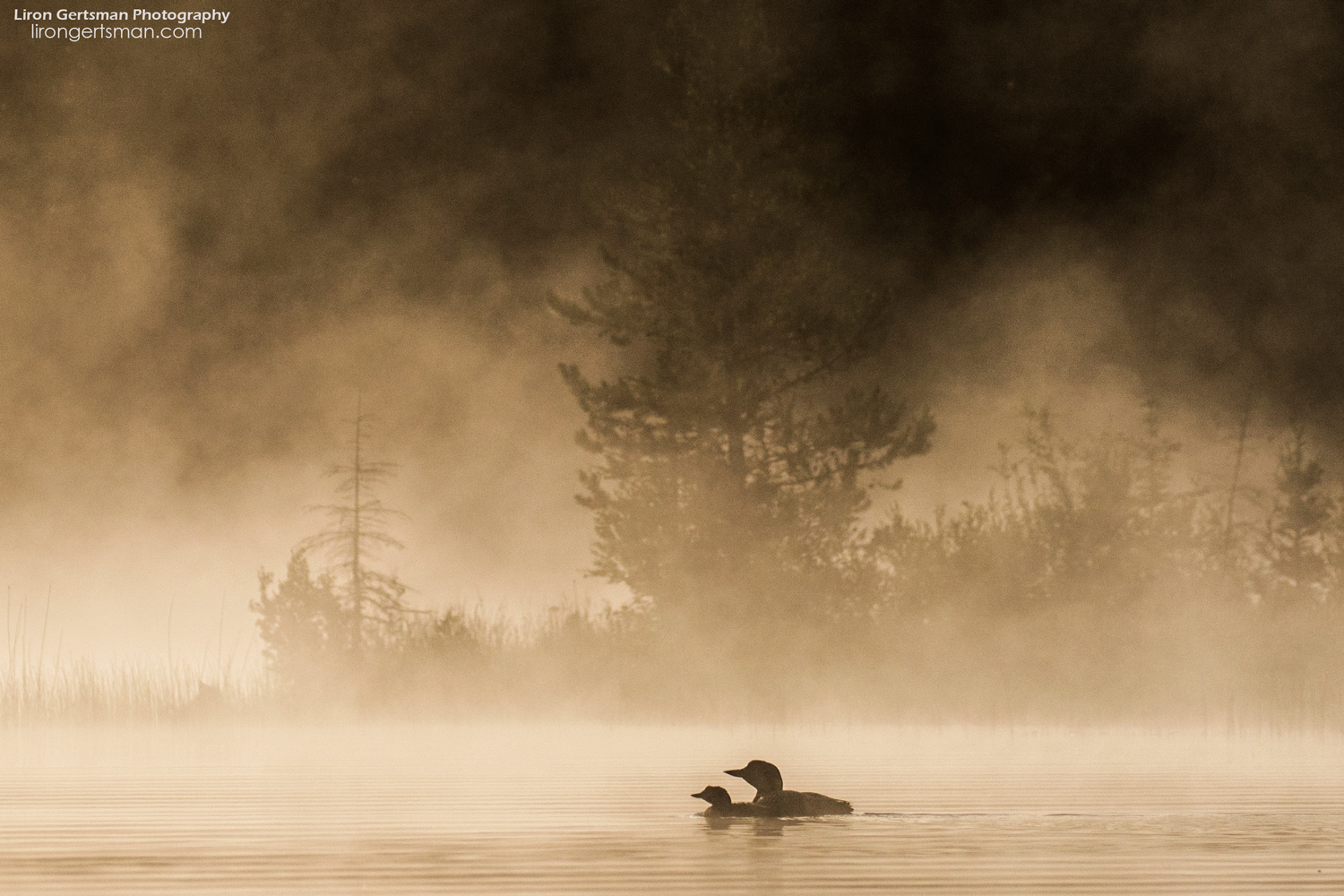 Common-Loon-and-chick-web.jpg