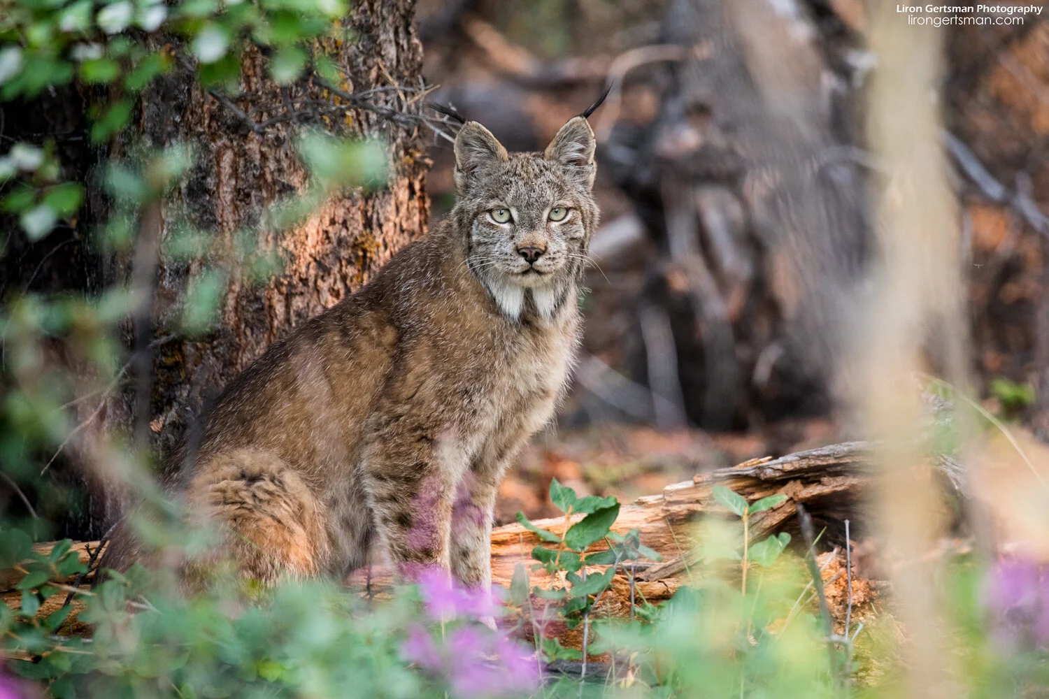 Lynx-mid-crop-final-web.jpg