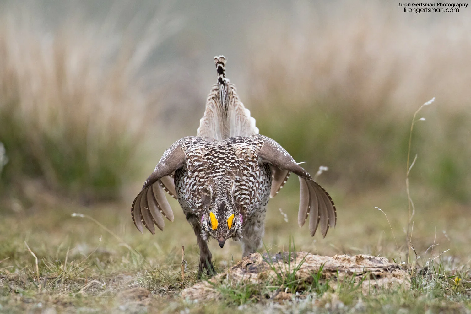 Sharp-tailed-Grouse-head-on-web.jpg