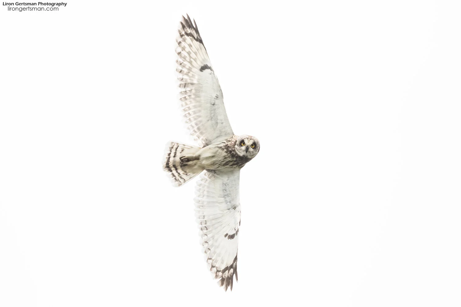 Short-eared-Owl-01-web.jpg