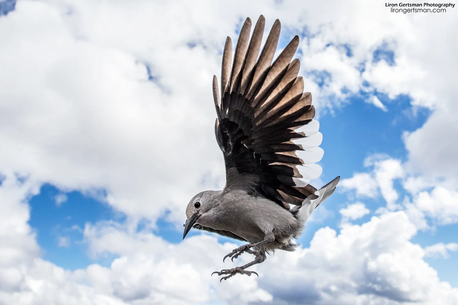 Clark's-Nutcracker-wide-web.jpg
