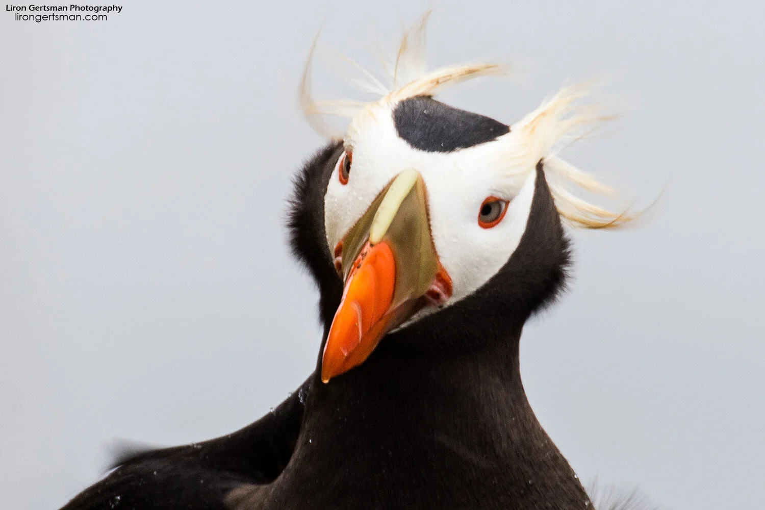 Tufted-Puffin-web.jpg