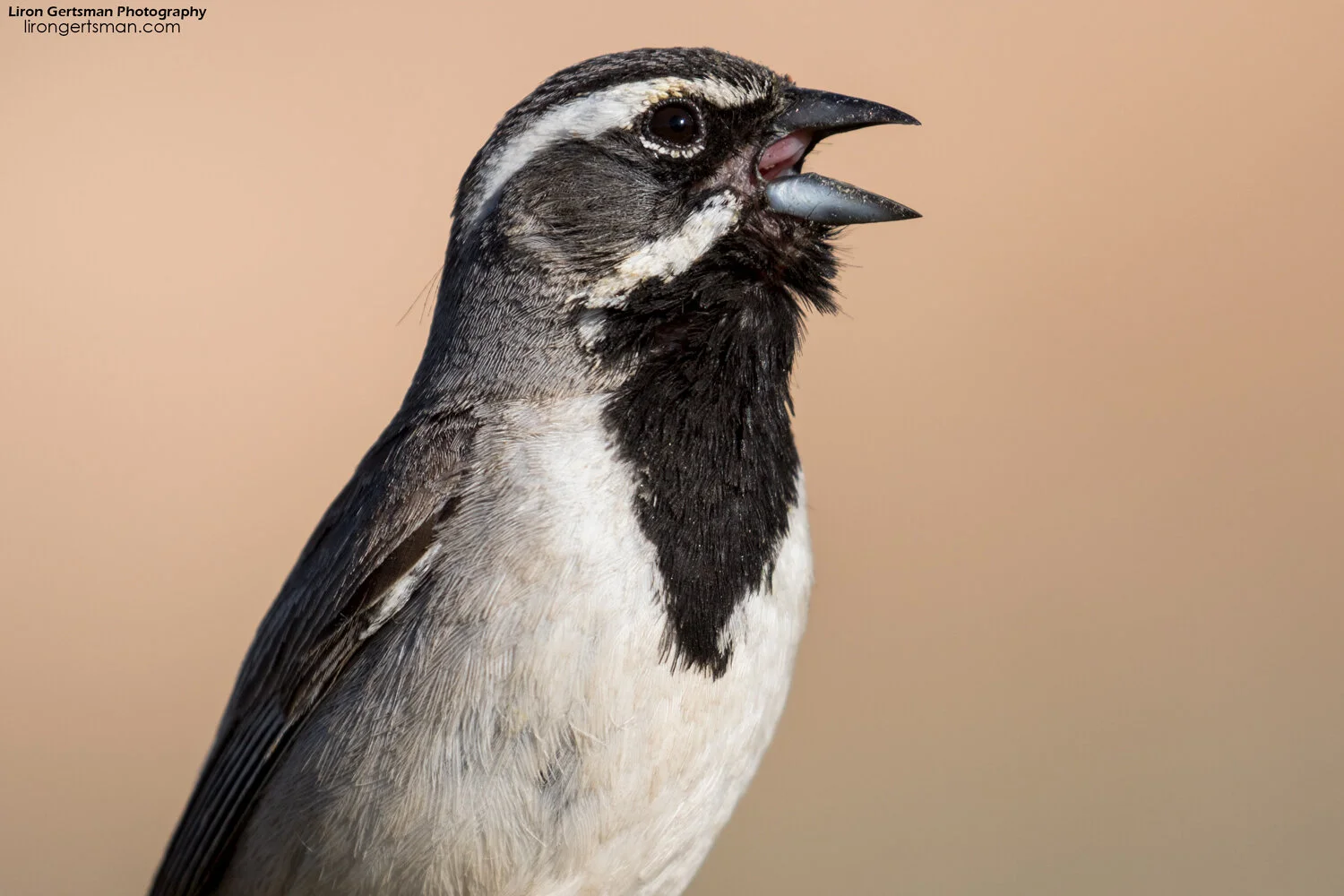 Black-throated-Sparrow-web.jpg