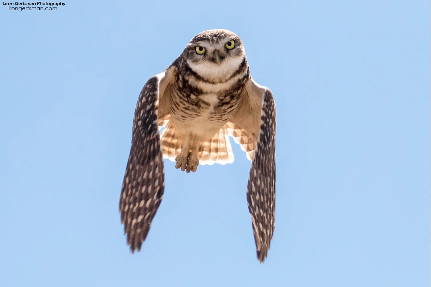 Burrowing-Owl-in-filght-web.jpg