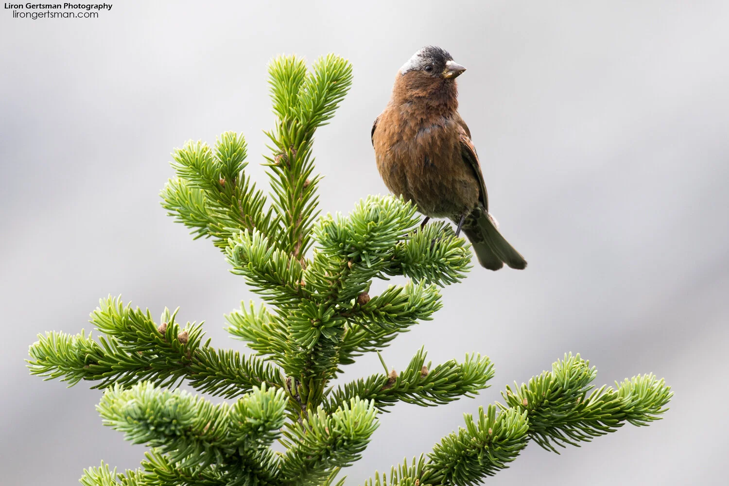 Gray-crowned-Rosy-Finch-wide-crop-2-web.jpg