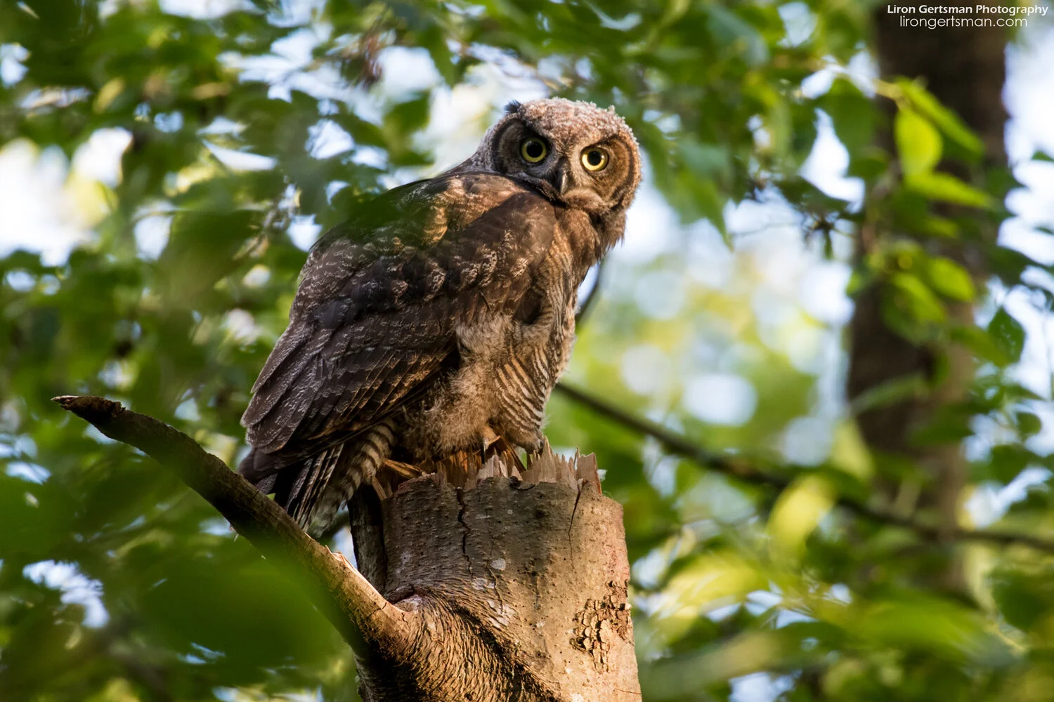 Great-Horned-Owl-fledgling-wide-crop-web.jpg