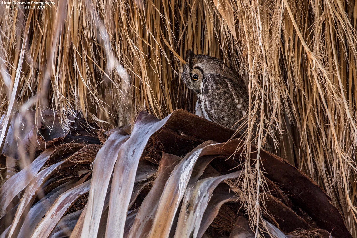 Great-Horned-Owl-uncropped-web.jpg