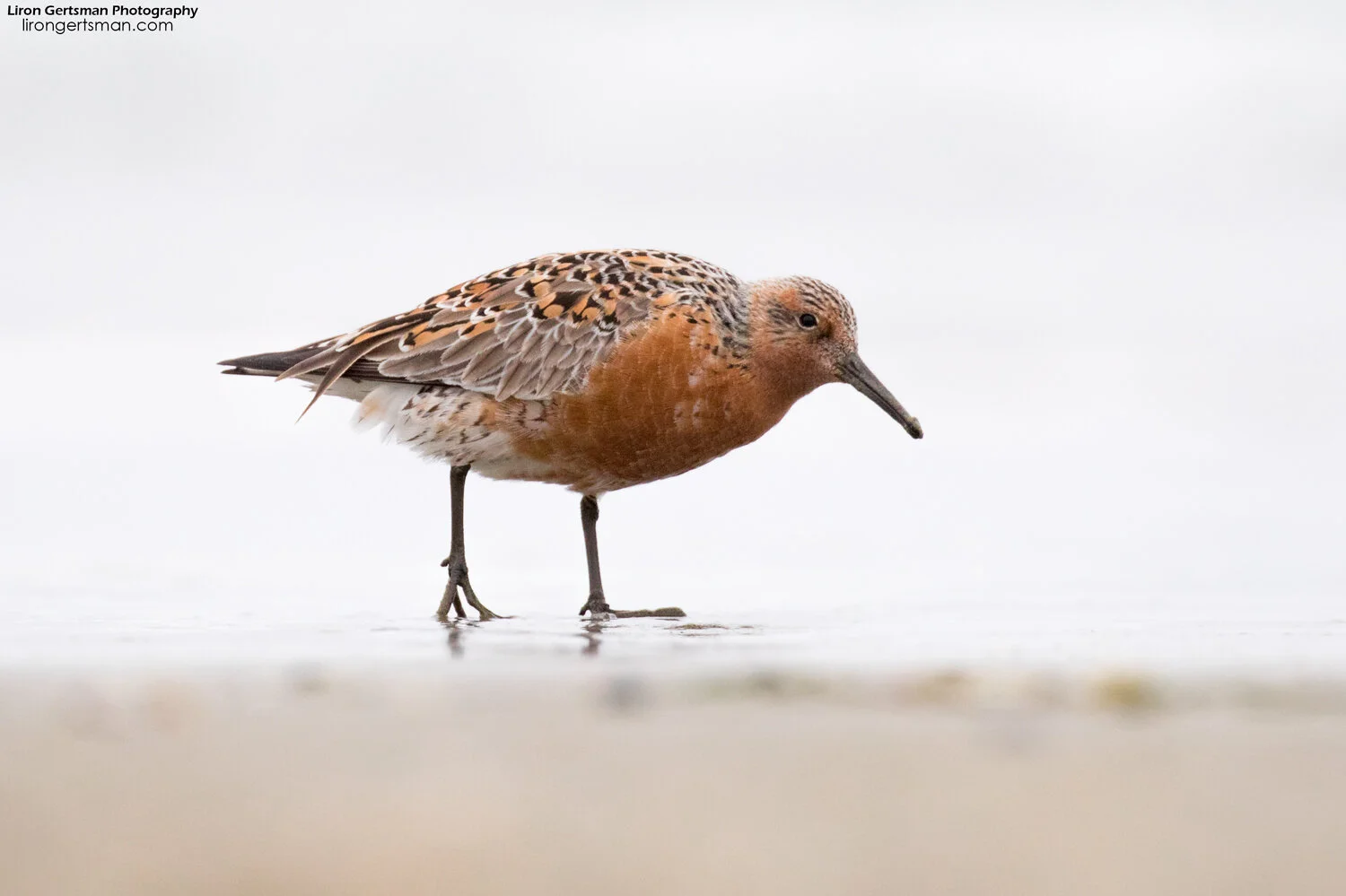 Red-Knot-01-web.jpg