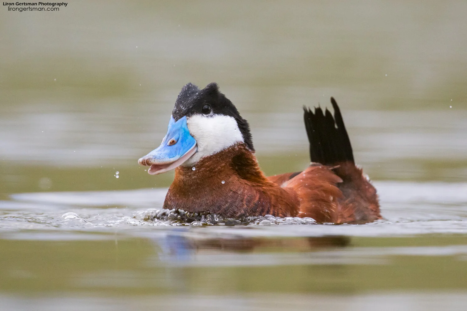 Ruddy-Duck-web.jpg