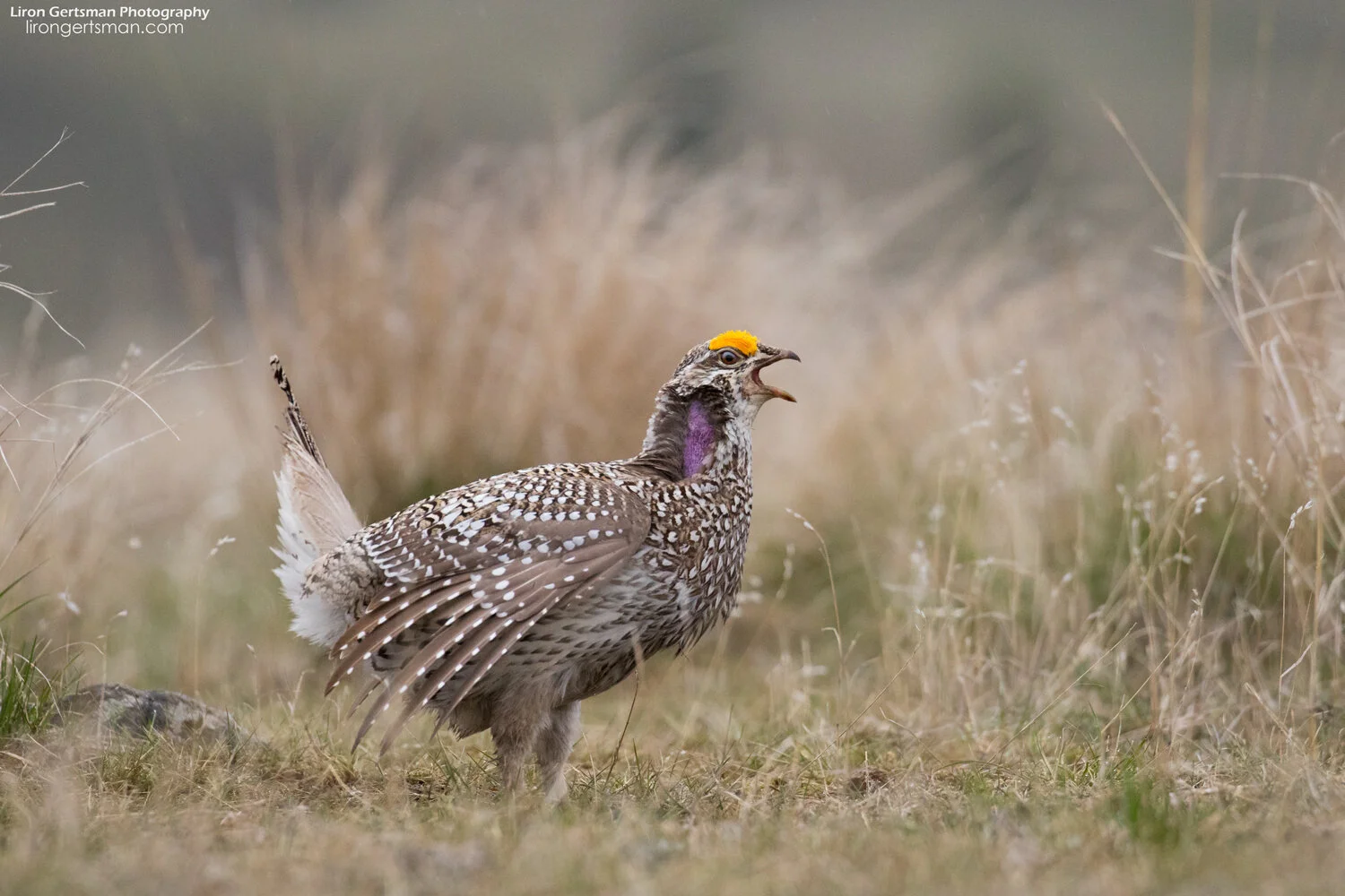 Sharp-tailed-Grouse-3-web.jpg