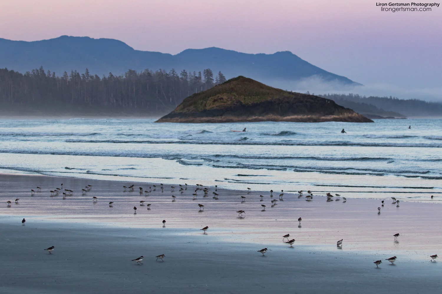 Sandpipers-sunset-web.jpg