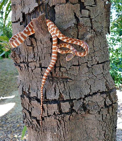 BANDED TREE SNAKE