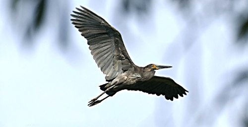 GREAT-BILLED HERON