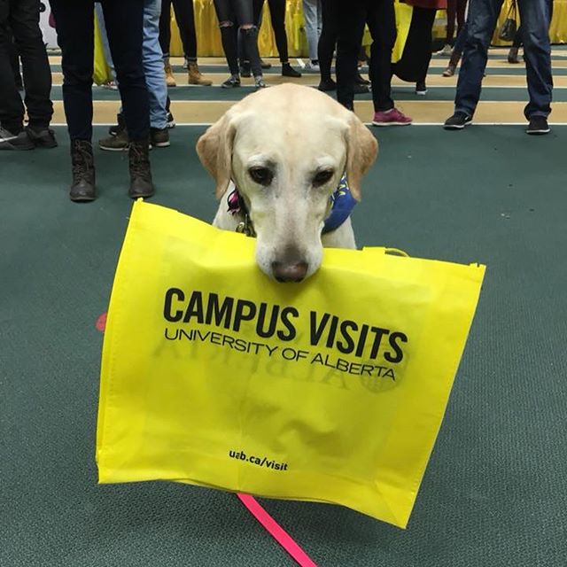 So many good doggos plus one good kitty today at @ualberta's Open House! We were there supporting the Faculty of Agriculture, Life, and Environment Sciences!