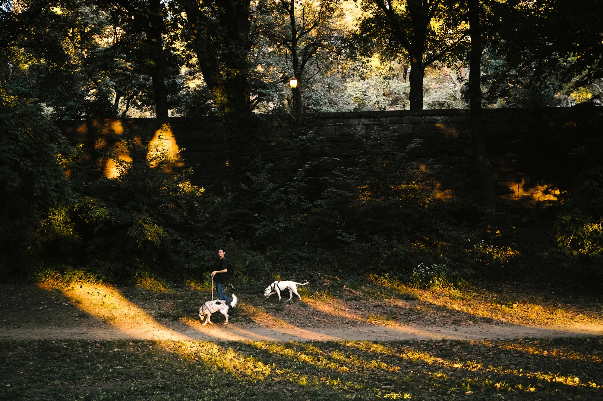 A woman walking her dogs along the Hudson in Harlem. Sigma DP2 Merrill, 1/80 @ f/2.8 ISO 250