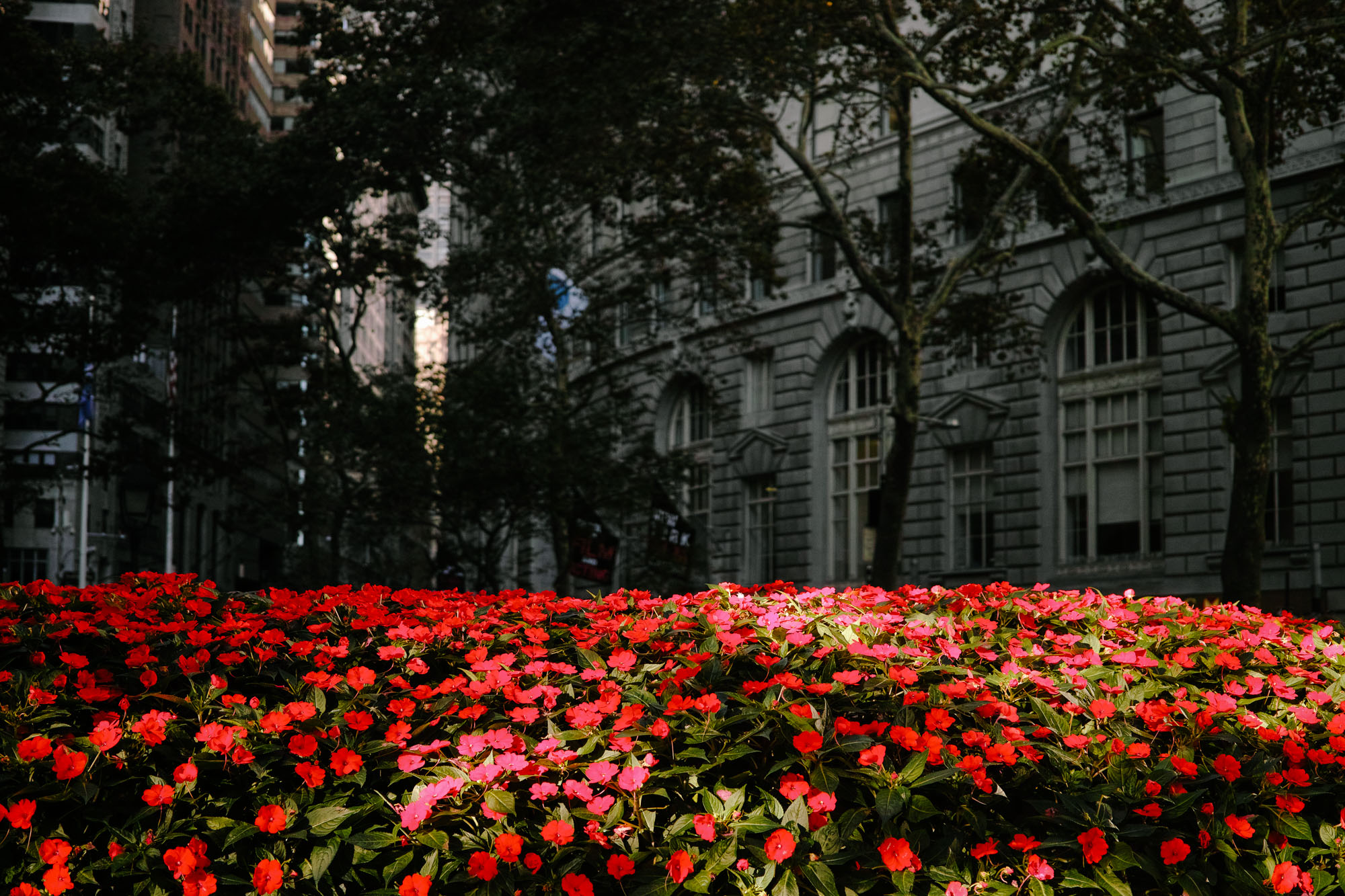 Flowers in the Financial District of Manhattan. Sigma DP2 Merrill, 1/800 @ f/2.8 ISO 250