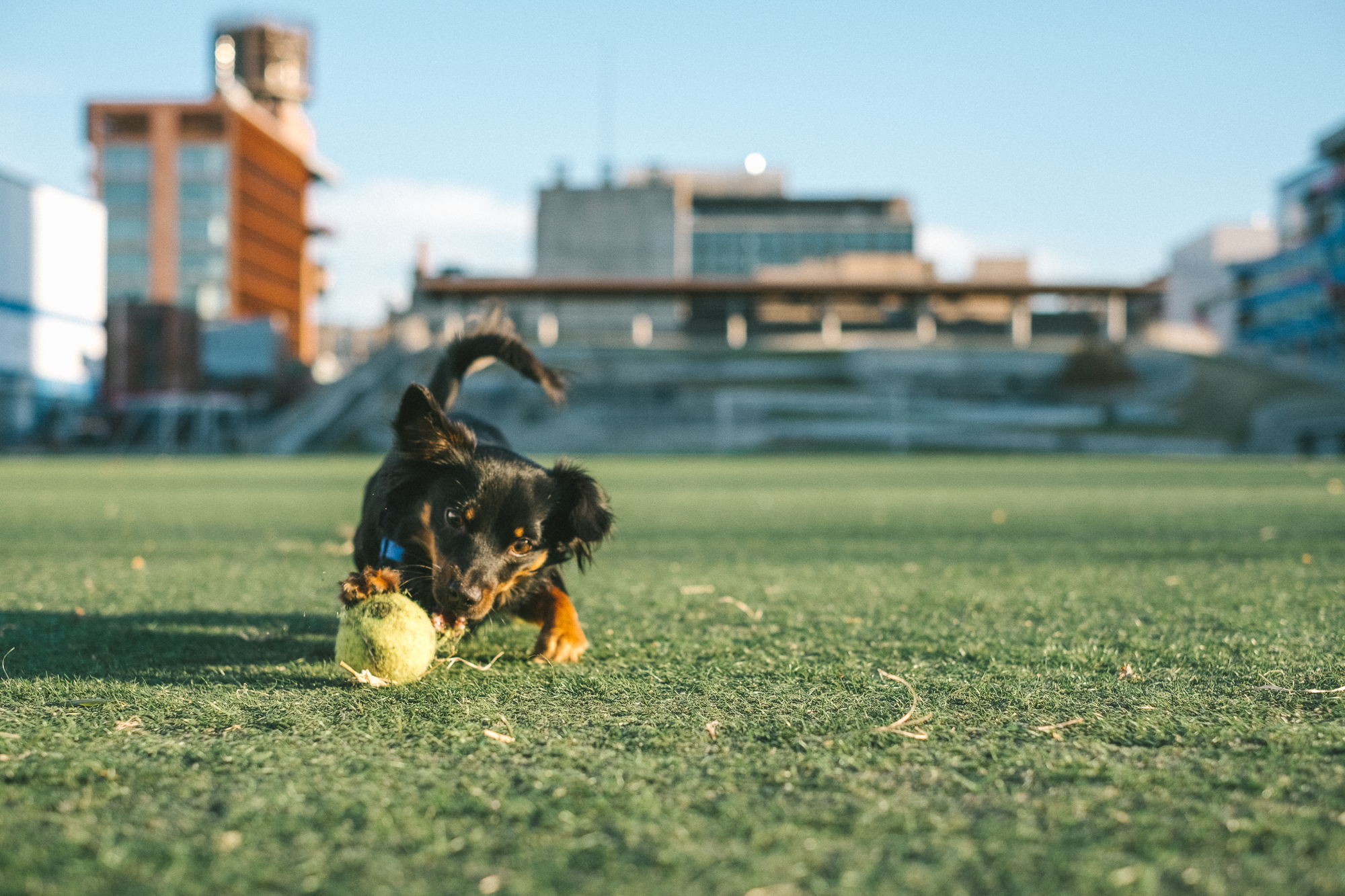 A dog playing in the park. Fuji X-Pro2, Fuji 35mm f/1.4.