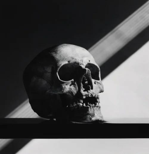 Skull (1988) – Robert Mapplethorpe