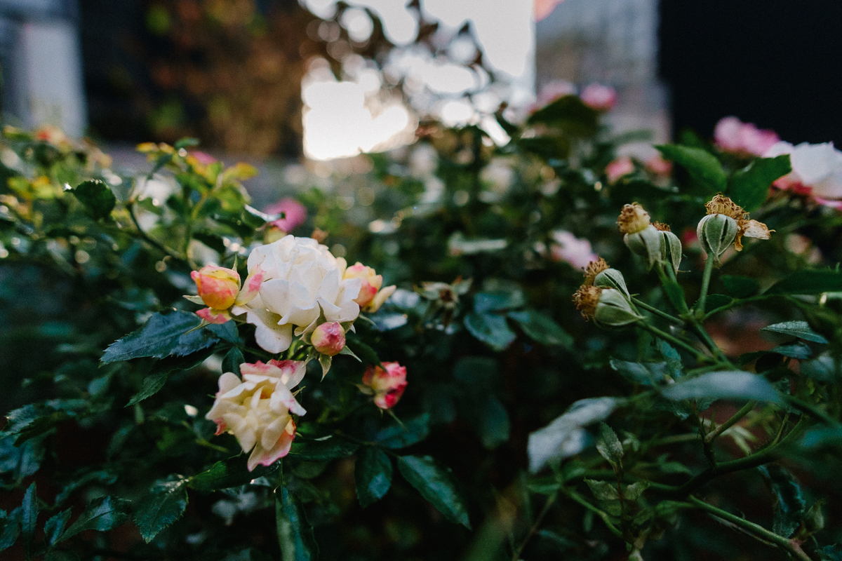 Flowers in Midtown. Fuji X-pro1, Rokinon 12mm f/2.