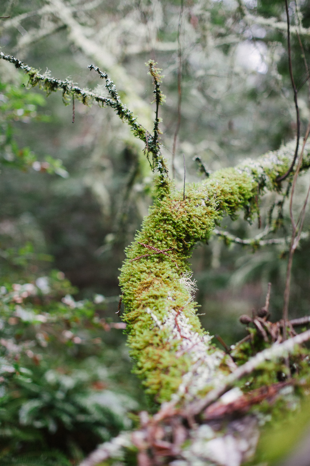 canon-50mm-1-2-lens-review-bokeh-4.jpg