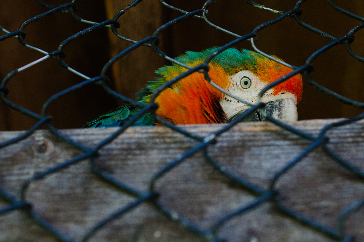 A parrot in New York. Canon 5D Mark II, Canon 50mm f/1.2 L.