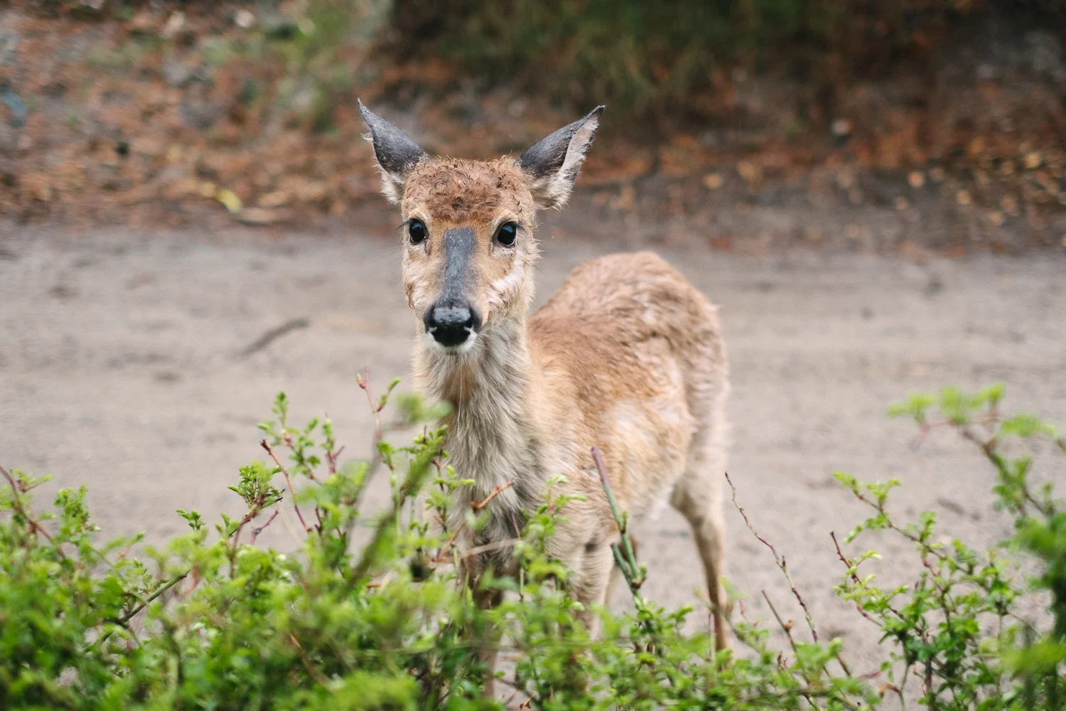 A deer in Fire Island. Fuji X-Pro 2, Fuji 35mm f/1.4.