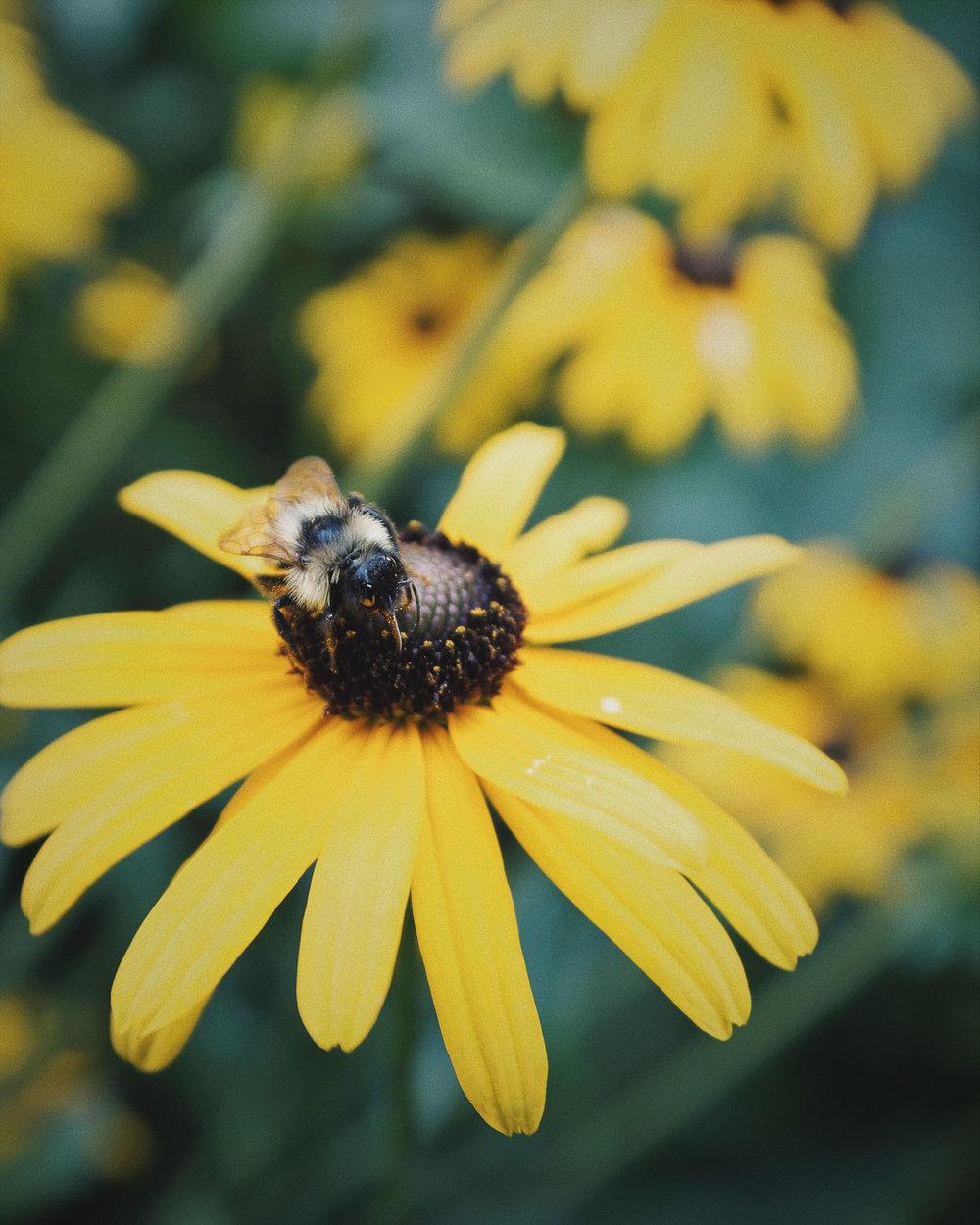 fuji-x100f-photo-walk-summer-nyc-street-bee.jpg