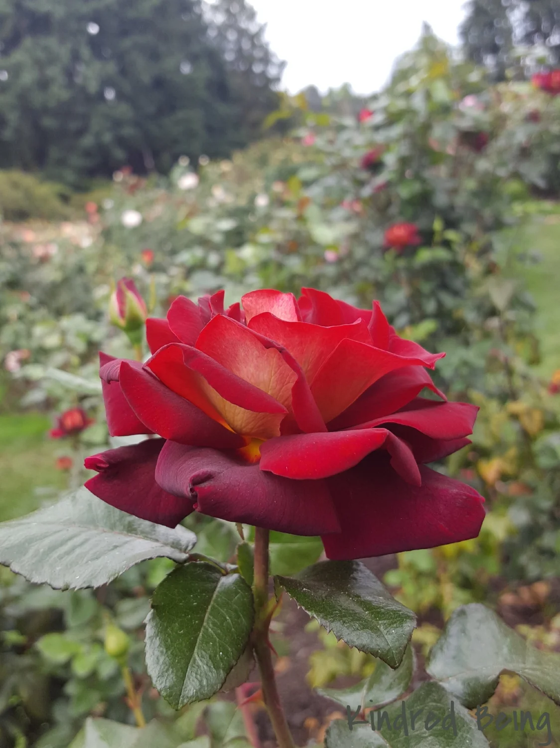 Unrivaled Red