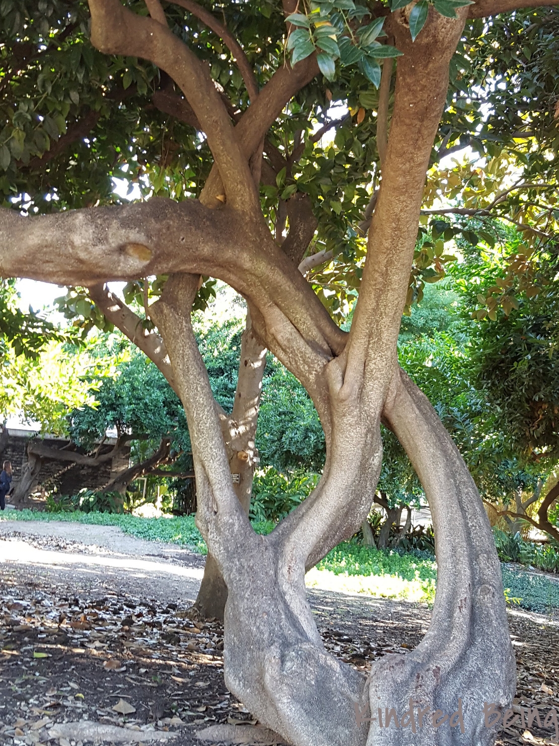 Braided Tree
