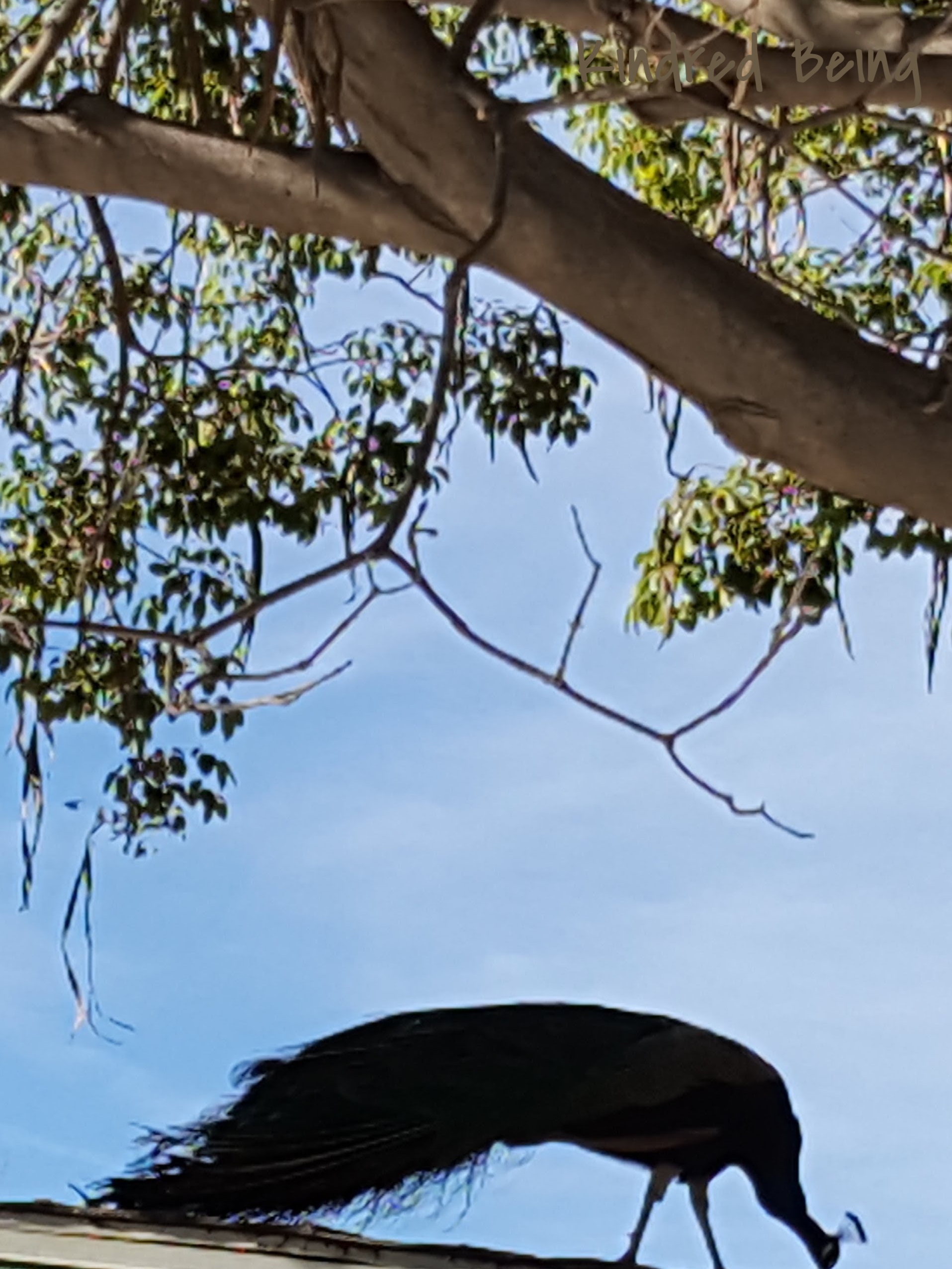 Peacock silhouette