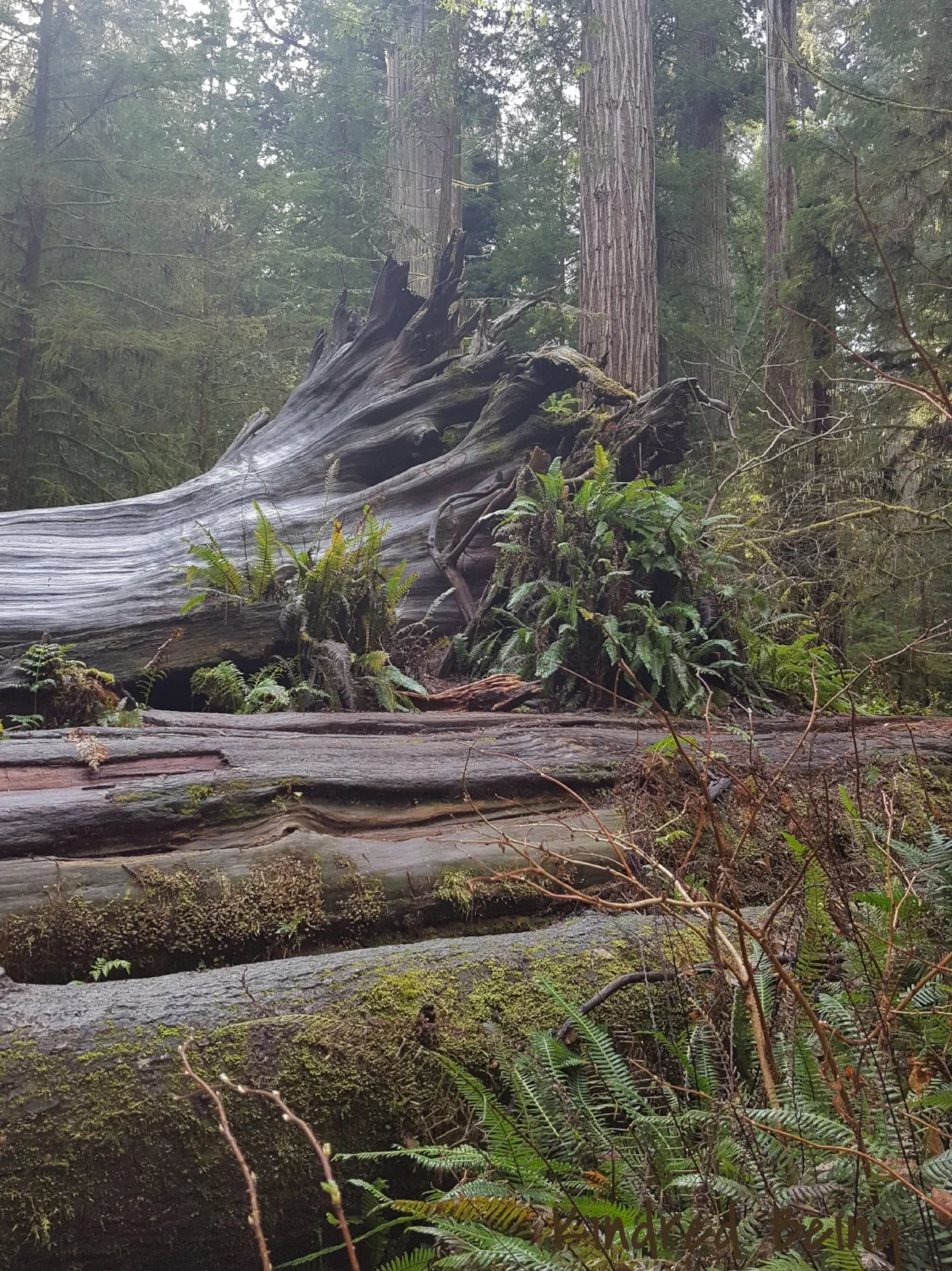 Fallen Giants