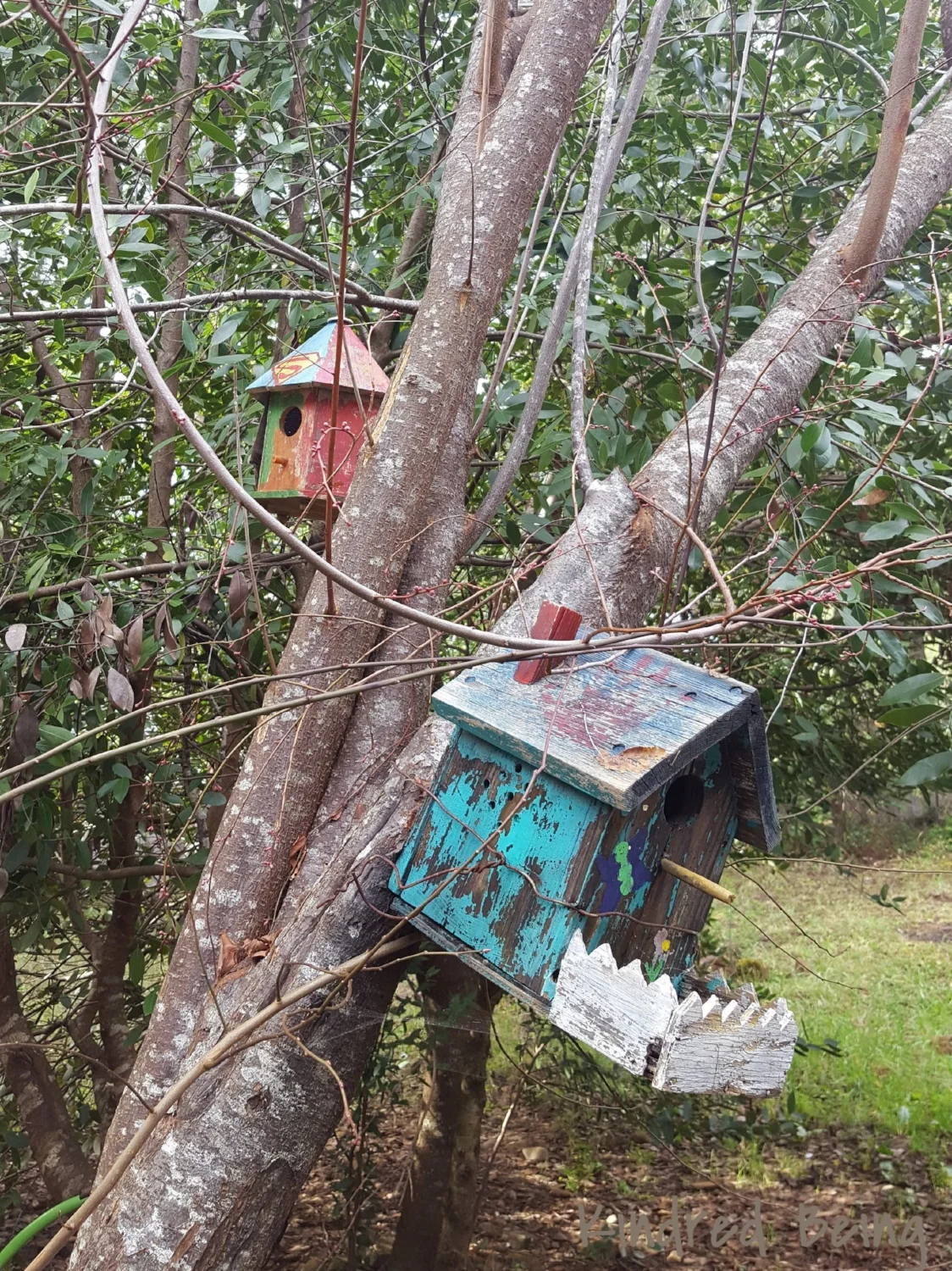 Bird Haven