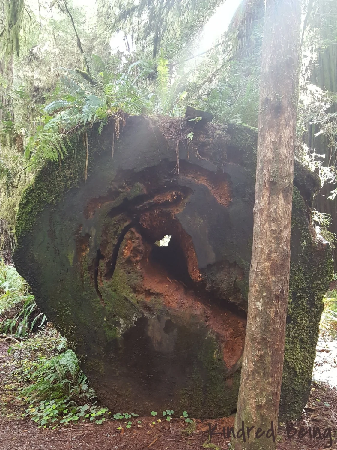 Root Sculpture