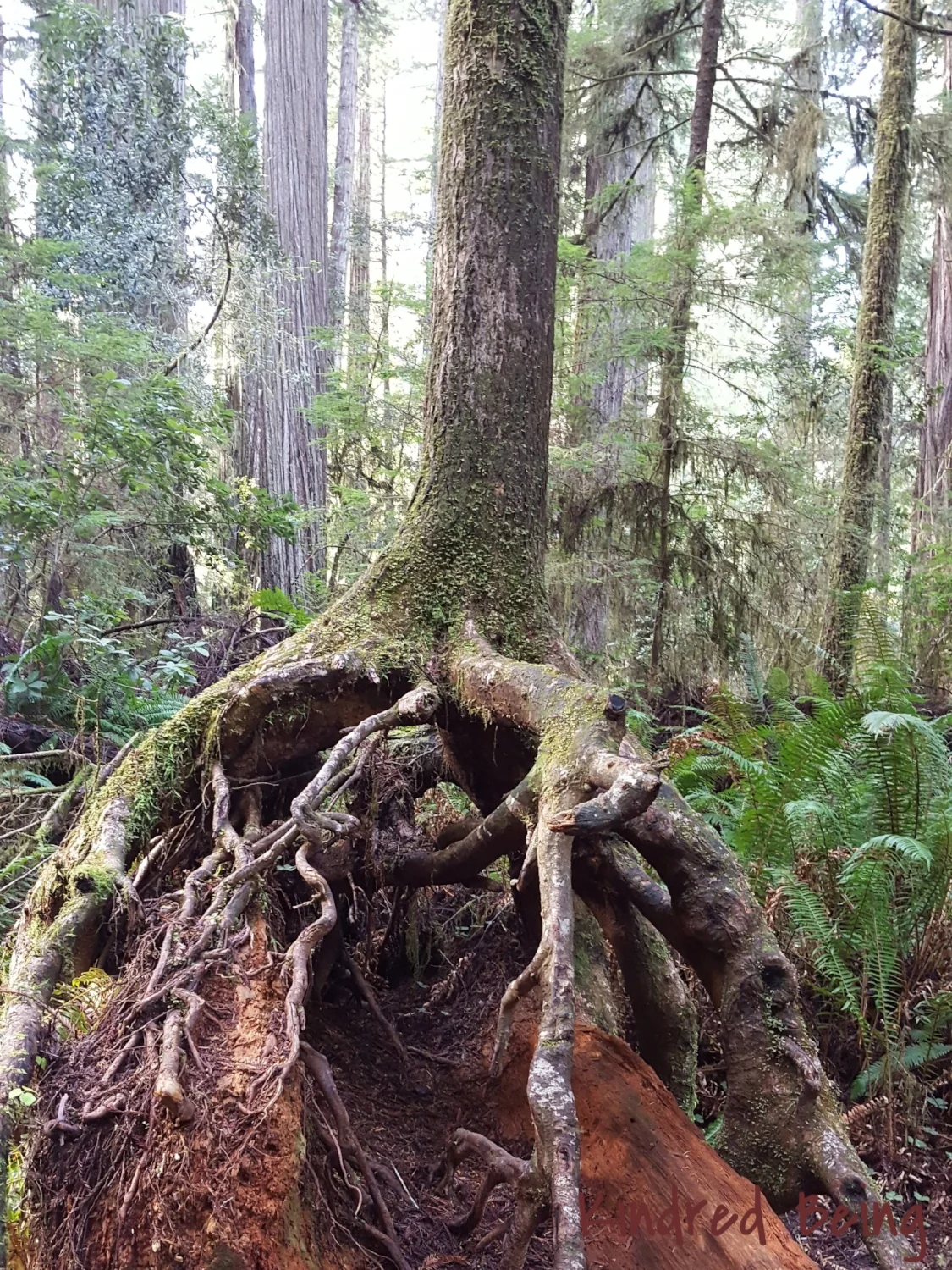Tall Roots