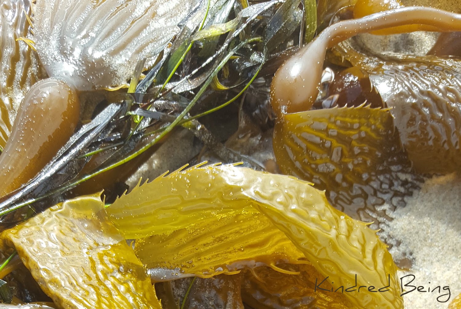 Seaweed Treasures
